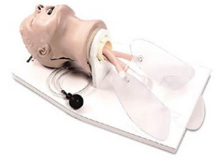 美國(guó)NASCO Airway Larry LF03699U急救插管頭部模型